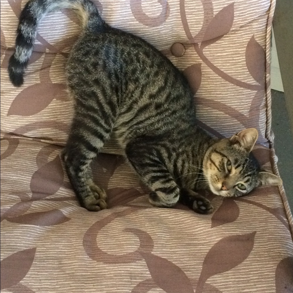 Meet your Posher, Williams